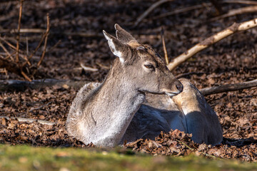 The fallow deer, Dama mesopotamica is a ruminant mammal