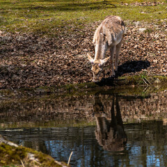 The fallow deer, Dama mesopotamica is a ruminant mammal