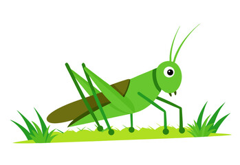 green grasshopper on a white background