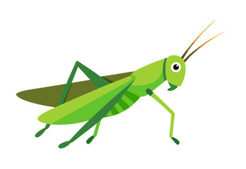 green grasshopper isolated on white background