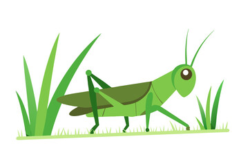 grasshopper on a leaf