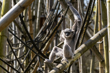 Silvery gibbon, Hylobates moloch in a German park