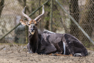 Nyala Antelope - Tragelaphus angasii. Wild life animal.