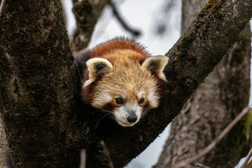 The red panda, Ailurus fulgens, also called the lesser panda.