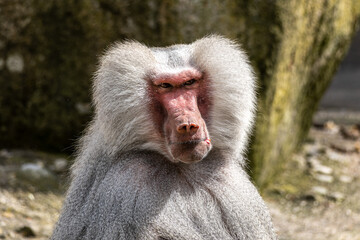 The hamadryas baboon, Papio hamadryas is a species of baboon