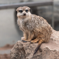Fototapeta premium Meerkat, Suricata suricatta sitting on a stone and looking into the distance