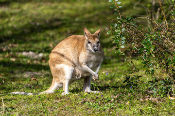 The agile wallaby, Macropus agilis also known as the sandy wallaby