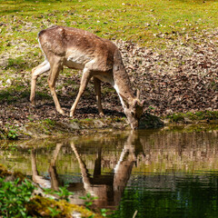 The fallow deer, Dama mesopotamica is a ruminant mammal