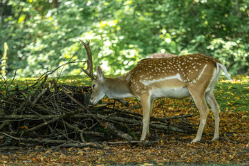 The fallow deer, Dama mesopotamica is a ruminant mammal
