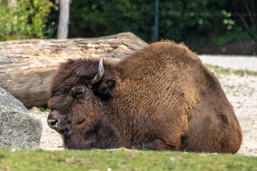 American buffalo known as bison, Bos bison in a german park