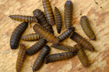 Black Soldier Fly Larvae (Hermetia illucens) or maggots are animals that are able to decompose...