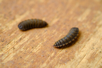 Black Soldier Fly Larvae (Hermetia illucens) or maggots are animals that are able to decompose organic waste, and are also commonly used as protein-rich animal feed.
