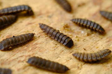 Black Soldier Fly Larvae (Hermetia illucens) or maggots are animals that are able to decompose organic waste, and are also commonly used as protein-rich animal feed.