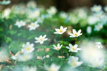 Bl&uuml;hende Buschwindr&ouml;schen im Fr&uuml;hjahr
