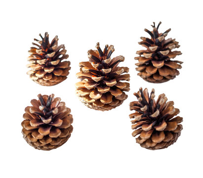 Pine cone isolated on white background