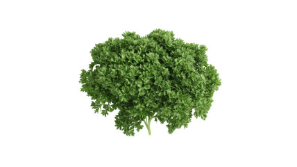 Obraz premium Title:Fresh Curly Parsley Isolated on White Background