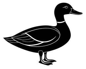 duck isolated on white background