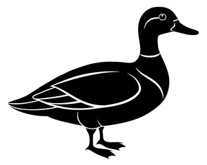 duck isolated on white background