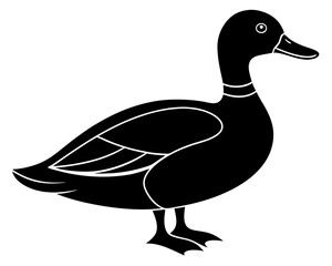 duck isolated on white background