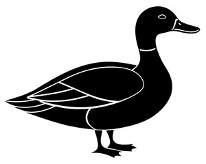 duck isolated on white background