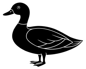 duck isolated on white background