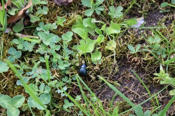bloddy-nosed Beetle