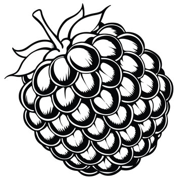 Detailed black and white illustration of a raspberry
