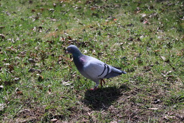 pigeon on the grass