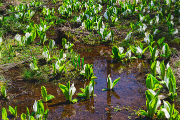 春の水芭蕉咲く乗鞍高原