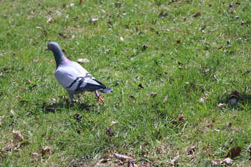 pigeon on the grass