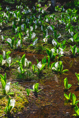 春の水辺一面に咲く水芭蕉　乗鞍高原