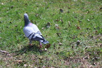 pigeon on the grass