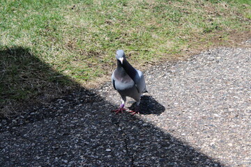 pigeon on the rocks