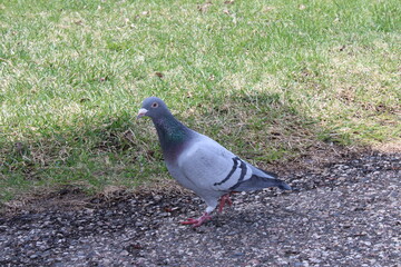 pigeon on the grass