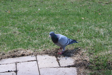 pigeon in the park