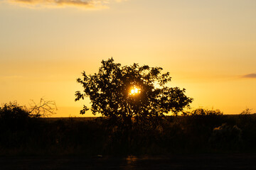 Atardecer dorado detrás de un árbol en el campo
