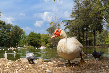 Close up portrait of a musk duck at a pond in a park in Rome, Italy 
