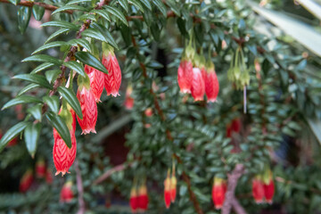 Various beautiful plants and flowers in a botanical garden, showcasing diverse textures, colors,...