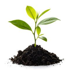 Young Plant Sprouting from Soil - Symbol of Growth and Sustainability