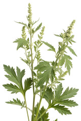 Naklejka premium wormwood isolated on white background