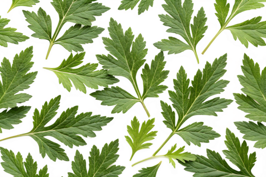 seamless pattern background with Artemisia vulgaris leaves
