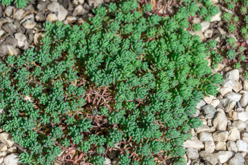 Small green spanish sedum growing in ornamental garden. Ground cover plant stonecrop germinating in park landscape. Sedum hispanicum the crassulaceae family natural beauty background. Medicinal plant.
