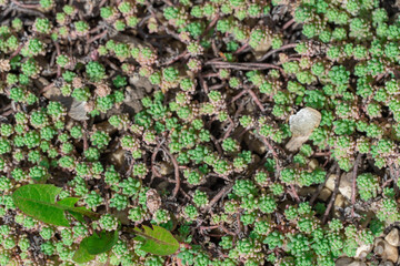 Small green spanish sedum growing in ornamental garden. Ground cover plant stonecrop germinating in park landscape. Sedum hispanicum the crassulaceae family natural beauty background. Medicinal plant.