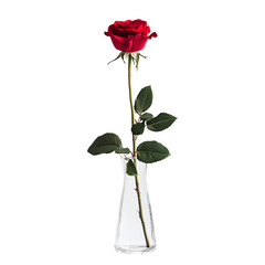 A single red rose in a clear vase, isolated on a white background.
