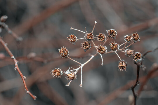 Dried flowers on a branch. Winter flowers macro photo.