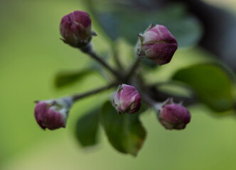 A cluster of apple blossom buds, likely from a Malus species, displaying their delicate beauty. The tightly closed buds, a mix of pink and white, are clustered at the ends of slender stems.