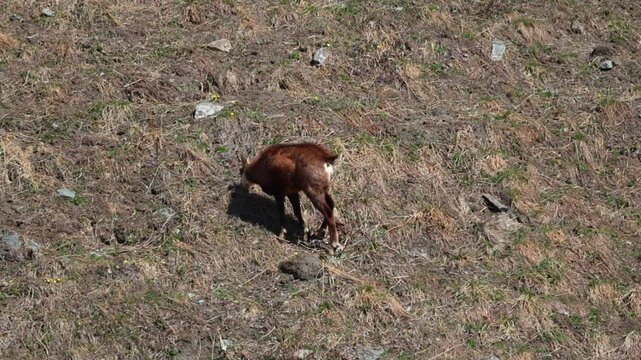G&auml;mse, Gams, Gemse beim grasen im Fr&uuml;hling. Video