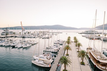 Luxurious marina with green palm trees and moored yachts. Porto, Montenegro