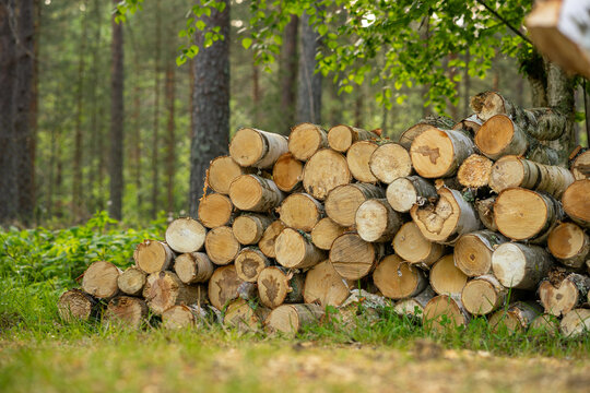 A stack of logs for harvesting wood in the forest. Round logs.