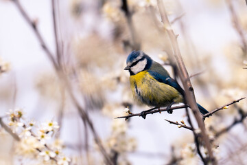 Naklejka premium blue tit on branch